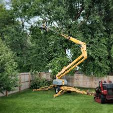 Best Tree Cabling and Bracing  in Florence, KY