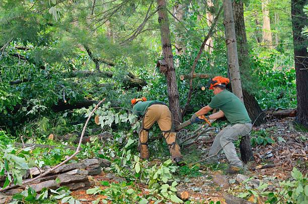 Best Utility Line Clearance  in Florence, KY